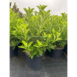Viburnum Quick Fence 500Mm / 480Mm 75L Plants