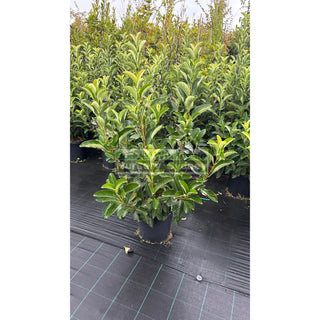 Viburnum Quick Fence 300Mm / 25L Plants