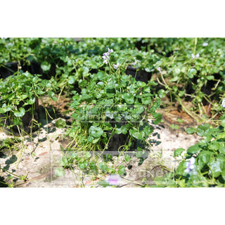 Viola Hederacea 140Mm Pot Or Australian Native Violet Plants