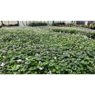 Viola Hederacea 140Mm Pot Or Australian Native Violet Plants