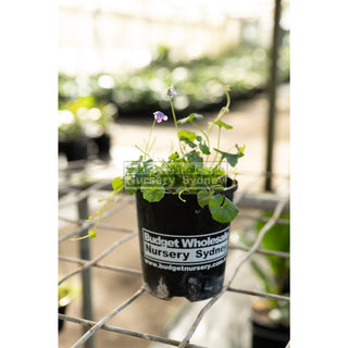 Viola Hederacea 140Mm Pot Or Australian Native Violet Plants