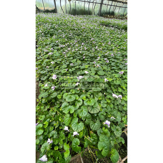 Viola Hederacea 140Mm Pot Or Australian Native Violet Plants
