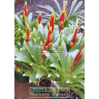 Vriesia (Bromeliad) 140Mm Mixed Colours Default Type