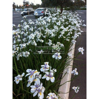 Wild Iris 140Mm Pot Dietes Iridoides Plants