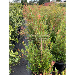 Acmena Cherry Surprise Large 300Mm Pot Plants