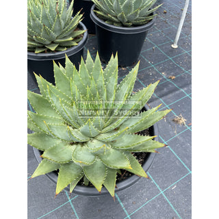 Aloe Polyphylla Large 300Mm Pots Default Type