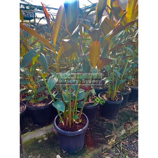 Alpinia Redback 300Mm Pots Default Type