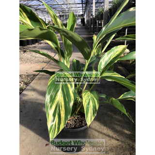 Alpinia Zerumbet Variegata 200Mm Default Type