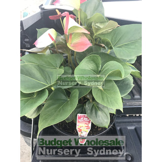 Anthurium Large 250Mm Pot Indoor House Plant Default Type