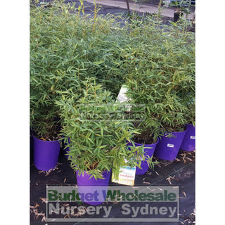 Bambusa Multiplex Green Hedge (Bamboo) 200Mm Default Type