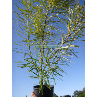 Banksia Spinulosa 140Mm Pot Plants