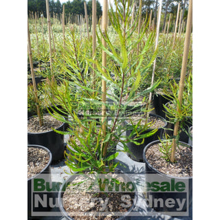 Banksia Spinulosa 200Mm Pot Plants