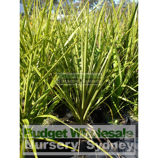 Cabbage Tree 200Mm Pot Cordyline Australis Plants