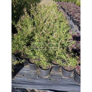 Callistemon Candy Pink 200Mm Pot Bottlebrush Plants