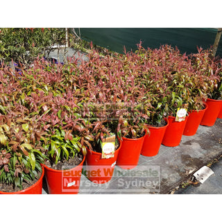 Callistemon Great Balls Of Fire 200Mm Default Type