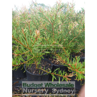 Callistemon Mauve Mist 200Mm Pot Bottlebrush Plants