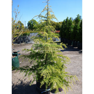 Cedrus Deodara 45Lt Himalayan Cedar Advanced Plant Landscape Supplier Default Type