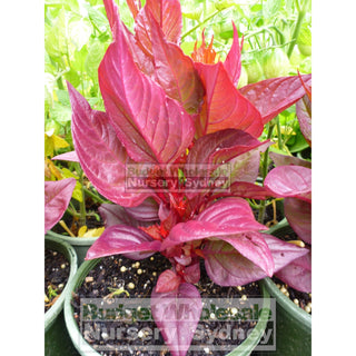 Celosia New Look Red 125Mm Pot Plants