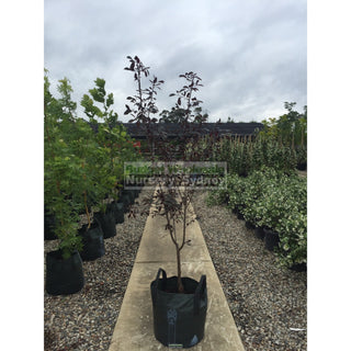 Cherry Plum Prunus Cerasifera 45Lt Default Type