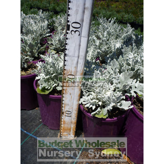 Cineraria Silver Dust 140Mm Pot Plants