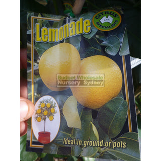 Citrus Lemonade Tree Cv 5Ltr Default Type