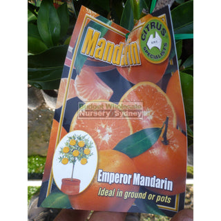 Citrus Mandarin Tree Cv Emperor 5Ltr Default Type
