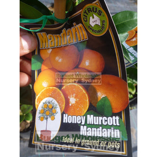 Citrus Mandarin Tree Cv Honey Murcott 5Ltr Default Type