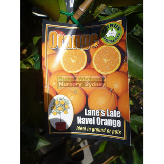 Citrus Orange Tree Cv Lanes Late Navel 5Ltr Default Type