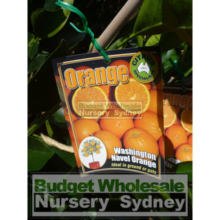 Citrus Orange Tree Cv Navel 5Ltr Or 200Mm Pot Default Type