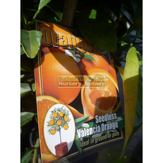 Citrus Orange Tree Cv Seedless Valencia 5Ltr Default Type