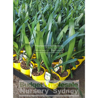 Clivia Miniata Small 140Mm Pots Cream/yellow Default Type