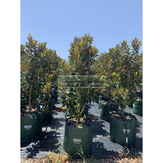 Copy Of Magnolia Little Gem Super Advanced 150L Pot/bag Plants