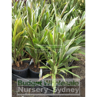 Cordyline Fruticosa Tartan 200Mm Default Type