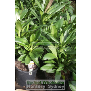 Cordyline Glauca (Purple Haze) 200Mm Default Type