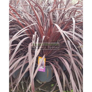 Cordyline Red Fountain 300Mm Xlarge Pot Default Type