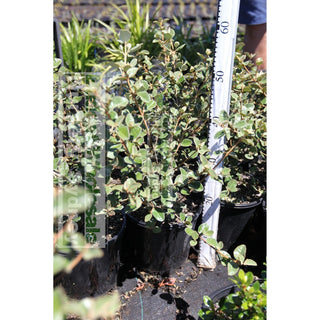 Correa Alba Large 200Mm Pot - Drought Tolerant Australian Native Plants