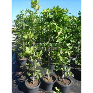 Cupaniopsis Anacardioides 300Mm Pot With Common Names Tuckeroo Carrotwood Beach Tamarind And