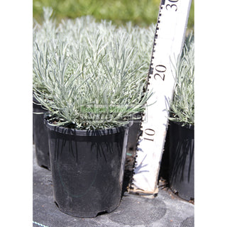 Curry Plant 140Mm Pots. Helichrysum Italicum Plants