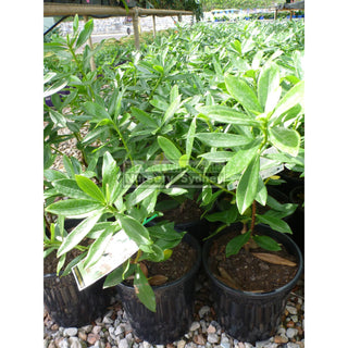 Daphne Odora 140Mm Fragrant Flowers Default Type