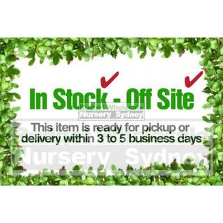 Daphne Odora 140Mm Fragrant Flowers Default Type