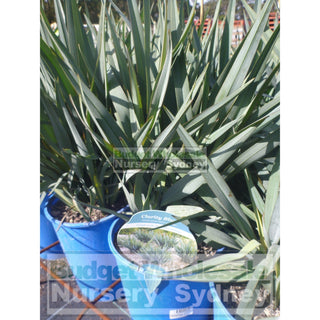 Dianella Clarity Blue (Flax Lily) Large 200Mm Pot Default Type