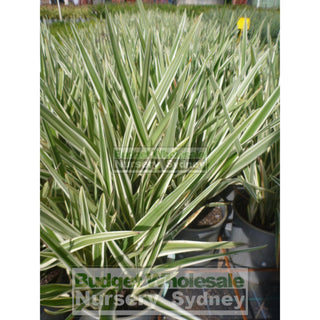 Dianella Hybrid Variegated (Flax Lily) 140Mm Default Type