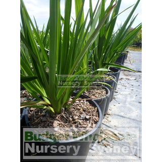 Dianella Longifolia 140Mm Pot Plants