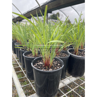 Dianella Seaspray 140Mm Pot Plants