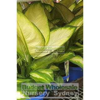 Dieffenbachia Tropic Marianne (Dumb Cane) 175Mm Default Type