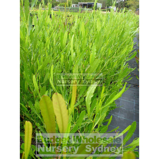 Dodonaea Viscosa Green. Australian Native 200Mm Pot. Plants