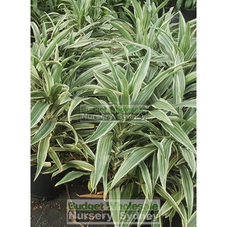 Dracaena Deremensis 250Mm Default Type