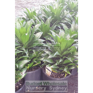 Dracaena Janet Craig Compactum 200Mm Default Type