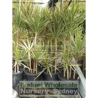 Dracaena Tricolour (Rainbow Tree) Large 300Mm Pot Default Type