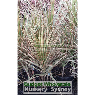 Dracaena Tricolour (Rainbow Tree) Xlarge 250Mm Default Type